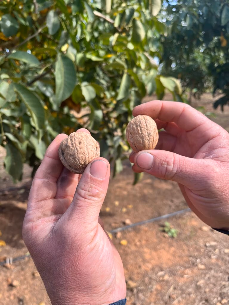 walnut wholesale enquiries, walnut farm gallery