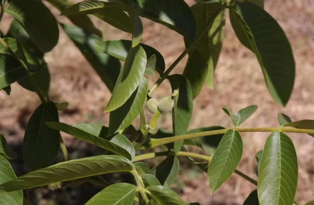 Australian walnut varieties