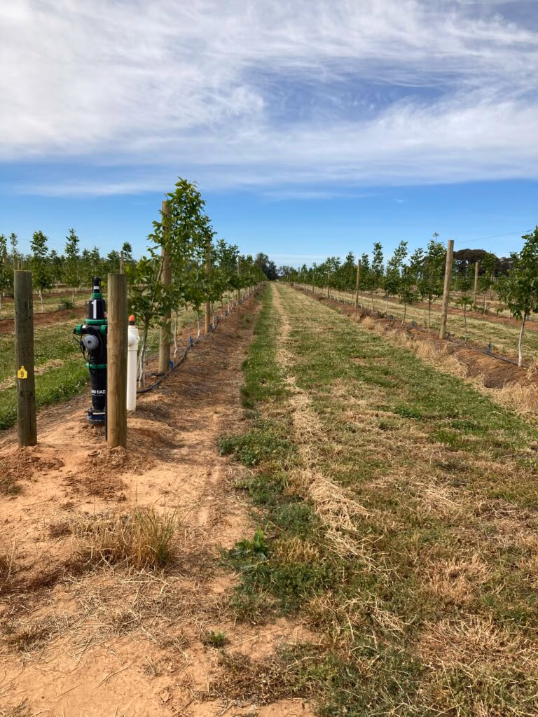 Australian walnut farm, walnut farm gallery