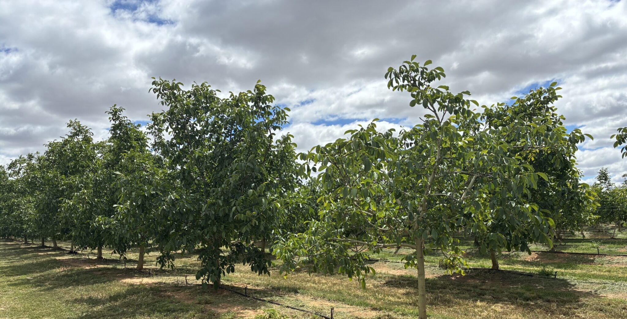walnut farming FAQs