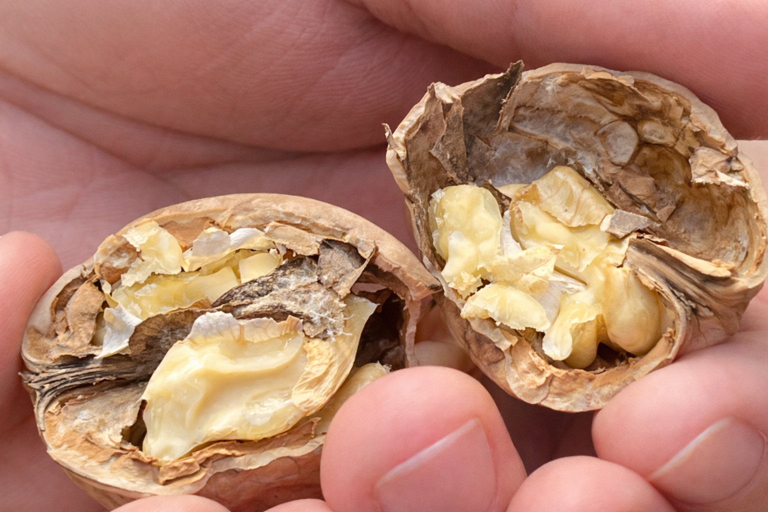 premium Australian walnuts