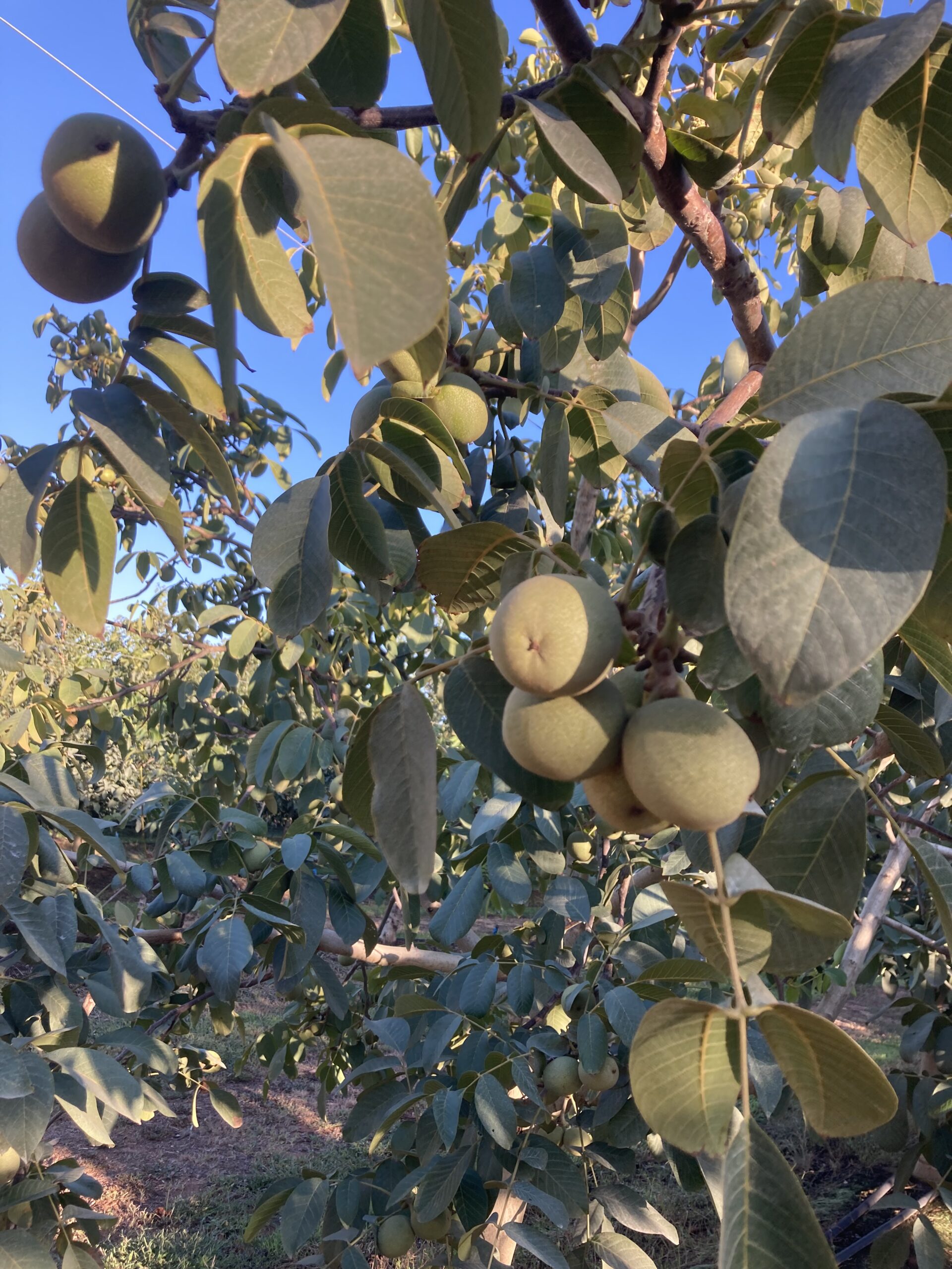 Premium Australian Walnuts