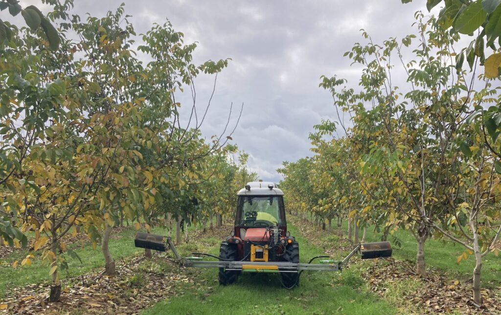 walnut harvesting process