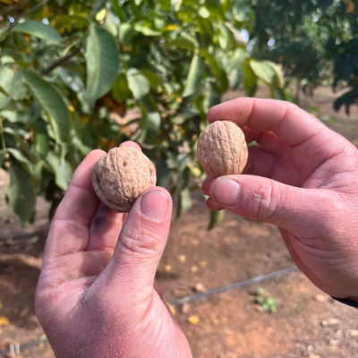 walnut wholesale enquiries, walnut farm gallery