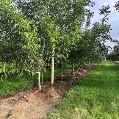 wholesale walnuts