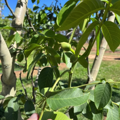 wholesale walnuts