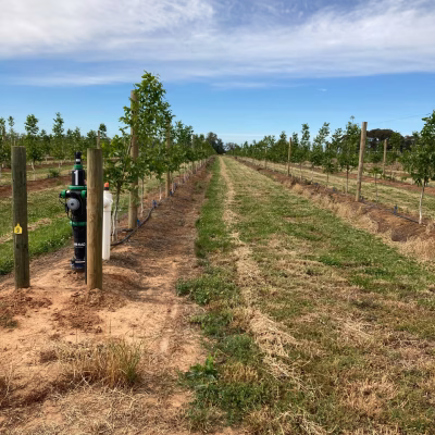 Australian walnut farm, walnut farm gallery