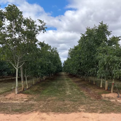 Australian walnut farm