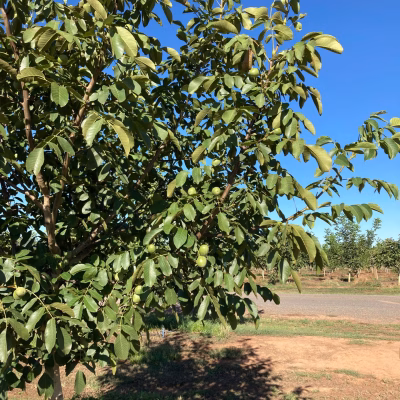 walnut wholesale enquiries, walnut farm gallery